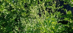 Kleinia grandiflora