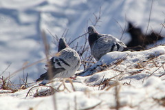 Columba rupestris