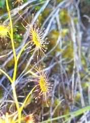 Drosera auriculata