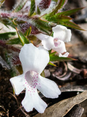 Hemiandra pungens