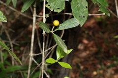 Alyxia spicata