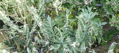 Kleinia grandiflora