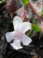 Hemiandra pungens