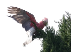 Eolophus roseicapilla albiceps