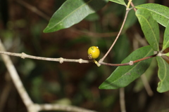 Alyxia spicata