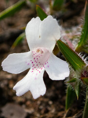 Hemiandra pungens