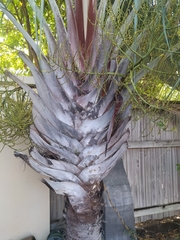 Dypsis decaryi