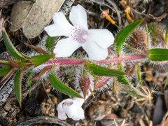 Hemiandra pungens
