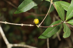 Alyxia spicata