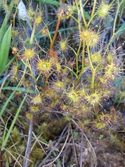 Drosera auriculata