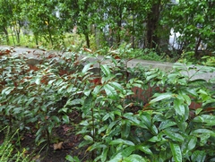 Excoecaria cochinchinensis