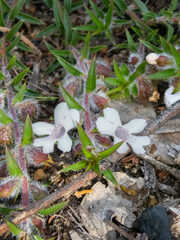 Hemiandra pungens