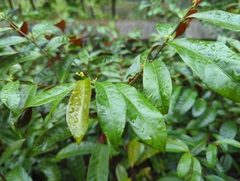 Excoecaria cochinchinensis