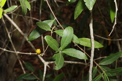 Alyxia spicata