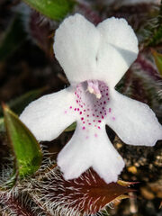 Hemiandra pungens