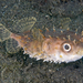 Shortspine Porcupinefish - Photo (c) Steve Smith, some rights reserved (CC BY-NC-ND), uploaded by Steve Smith