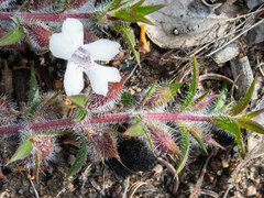 Hemiandra pungens