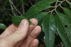 Alyxia spicata