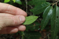 Alyxia spicata