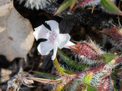 Hemiandra pungens
