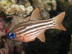 Ostorhinchus compressus