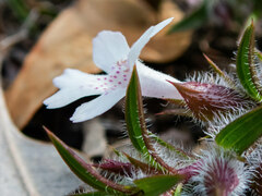 Hemiandra pungens