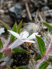 Hemiandra pungens