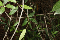 Alyxia spicata
