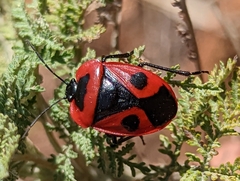 Dismegistus binotatus