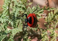 Dismegistus binotatus