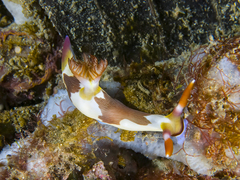 Nembrotha chamberlaini