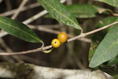 Alyxia spicata