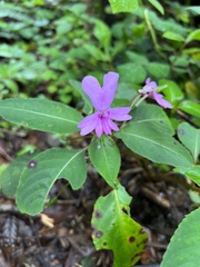 Impatiens kinabaluensis