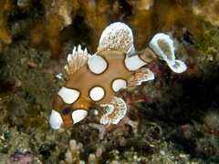 Plectorhinchus chaetodonoides