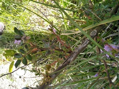 Rosa transmorrisonensis