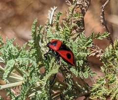 Dismegistus binotatus
