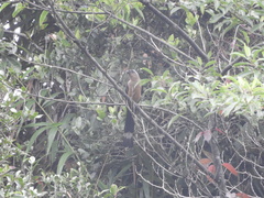 Dendrocitta cinerascens