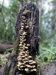 Cerrena zonata