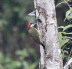 Colaptes punctigula