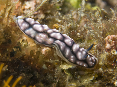 Phyllidiella