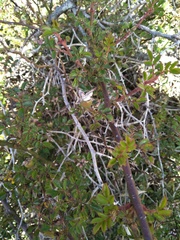Rosa transmorrisonensis