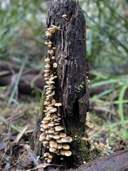 Cerrena zonata