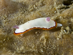 Goniobranchus rubrocornutus