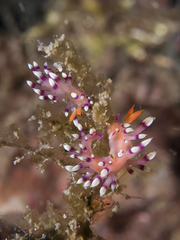 Coryphellina exoptata