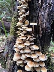 Cerrena zonata