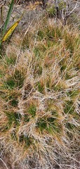 Juncus squarrosus