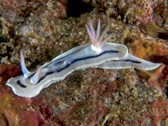 Chromodoris lochi