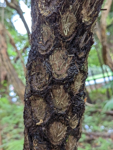 Scaly Tree Fern