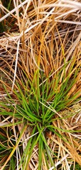 Juncus squarrosus