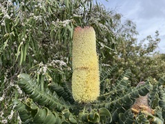 Banksia grandis